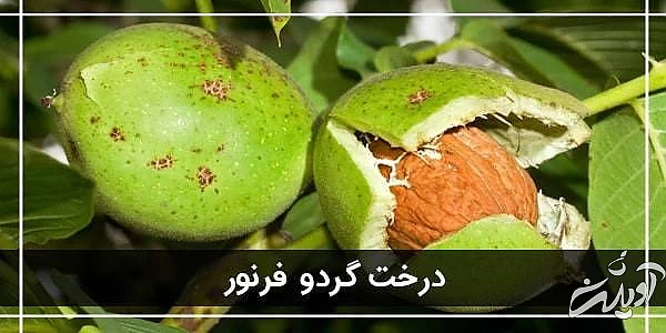 نهال گردو پیوندی نهال گردو فرنور